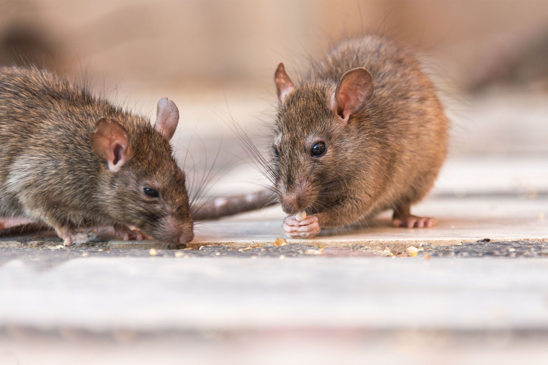 Two Mice Are Standing Next to Each Other on A Table Eating Food | Billings, MT | Action Pest Control