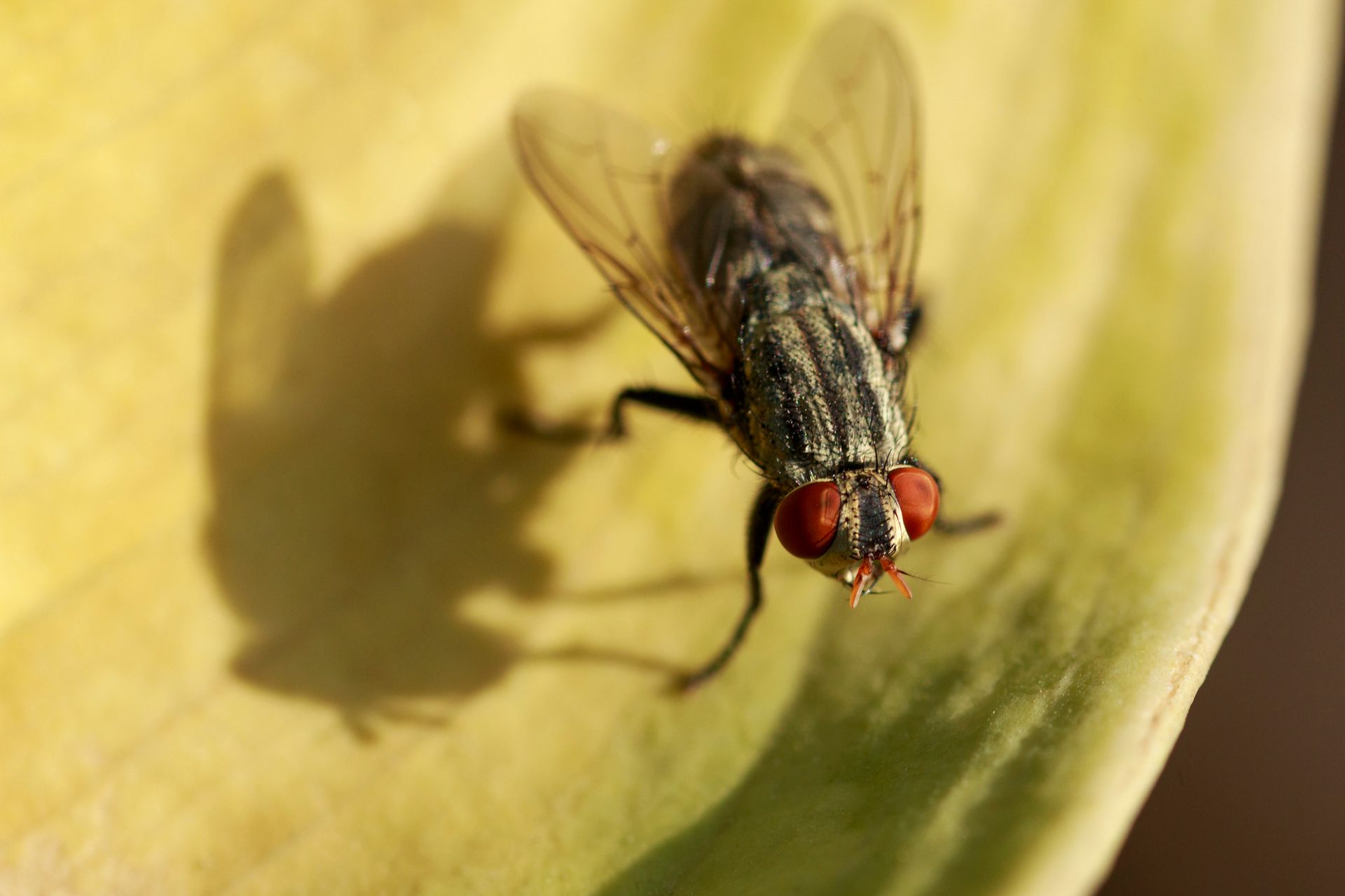 A Fly with Red Eyes Is Sitting on A Green Leaf | Billings, MT | Action Pest Control