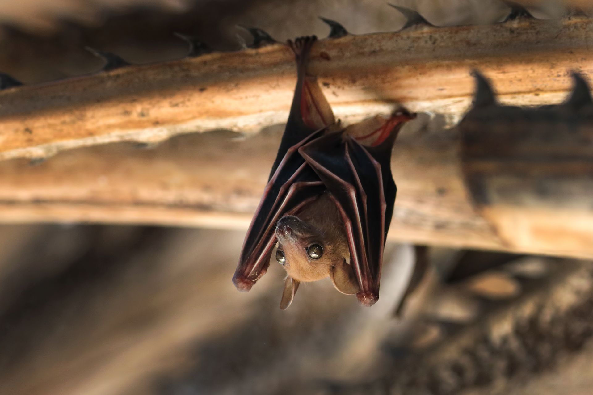 A Bat Is Hanging Upside Down from A Tree Branch | Billings, MT | Action Pest Control