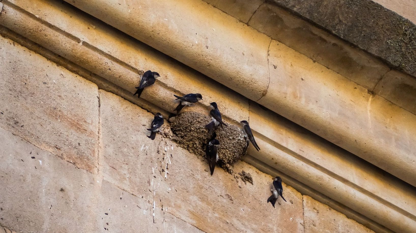 A Small Bird Perched on A Tree Branch | Billings, MT | Action Pest Control