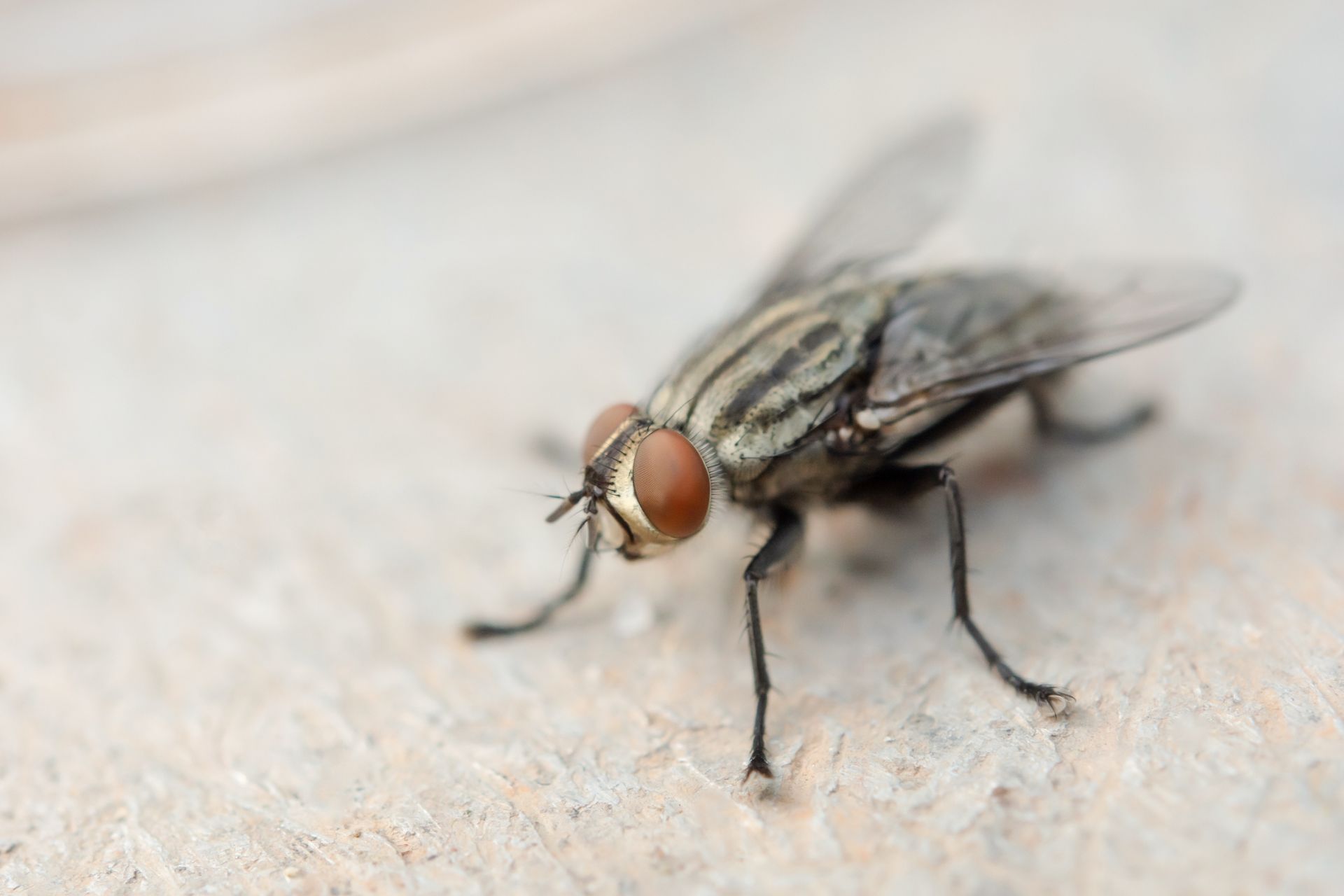 A Close up Of a Fly on A Concrete Surface | Billings, MT | Action Pest Control