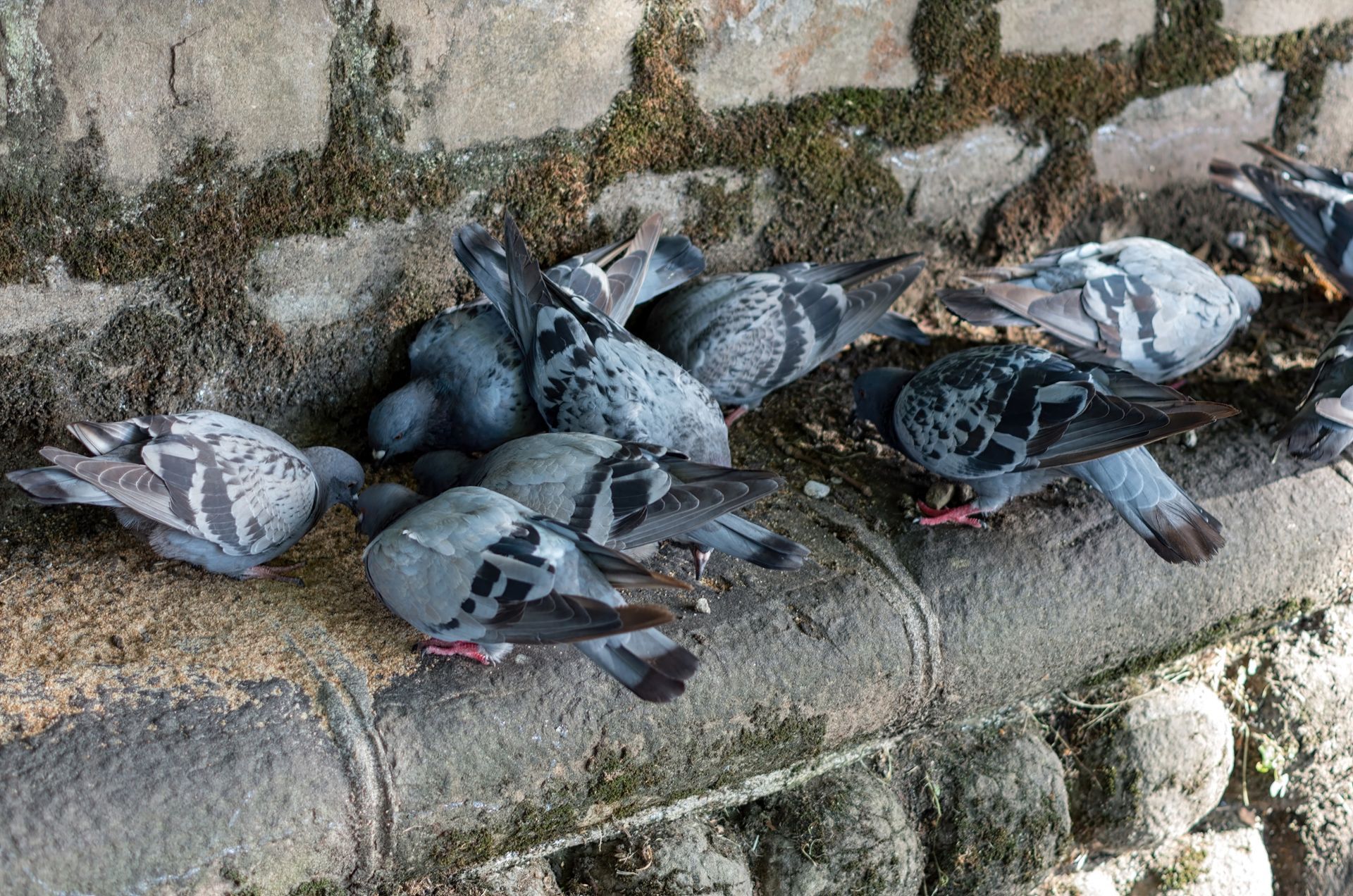 A Flock of Pigeons Are Sitting on A Stone Wall | Billings, MT | Action Pest Control