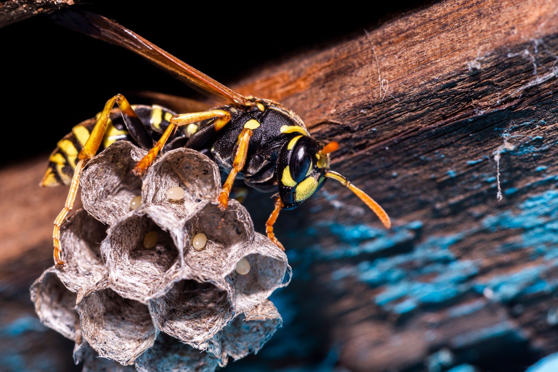 A Wasp Is Sitting on Top of A Nest on A Piece of Wood | Billings, MT | Action Pest Control