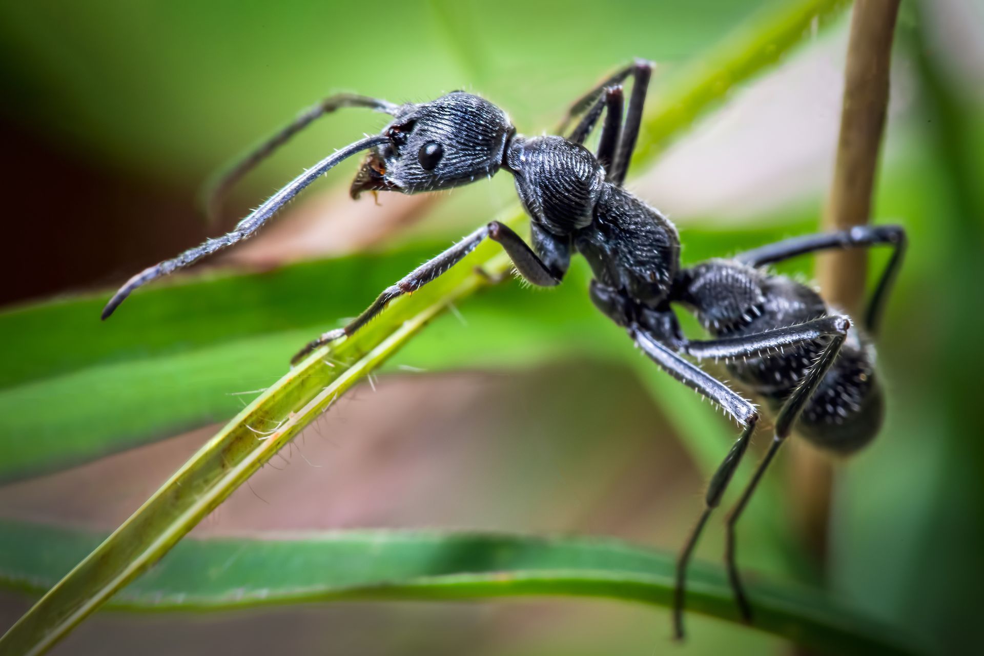 A Black Ant Is Sitting on A Green Leaf | Billings, MT | Action Pest Control