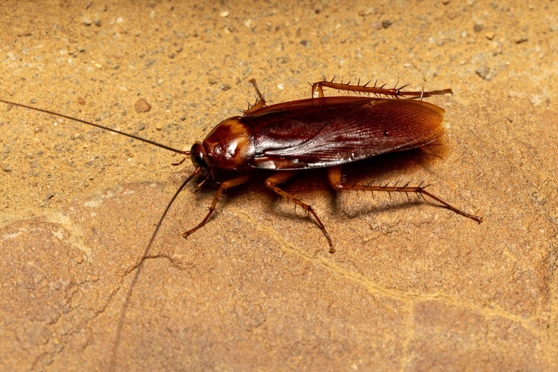 A Cockroach Is Crawling on A Concrete Surface | Billings, MT | Action Pest Control