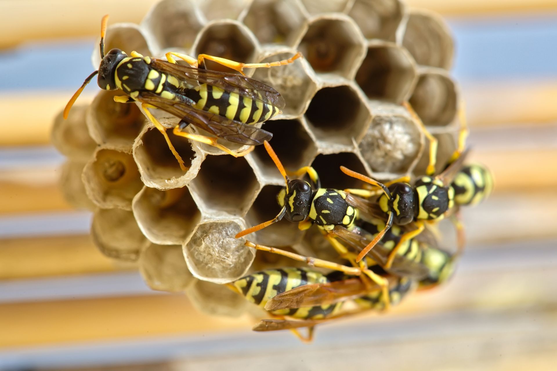 A Group of Wasps Are Sitting on Top of A Honeycomb | Billings, MT | Action Pest Control