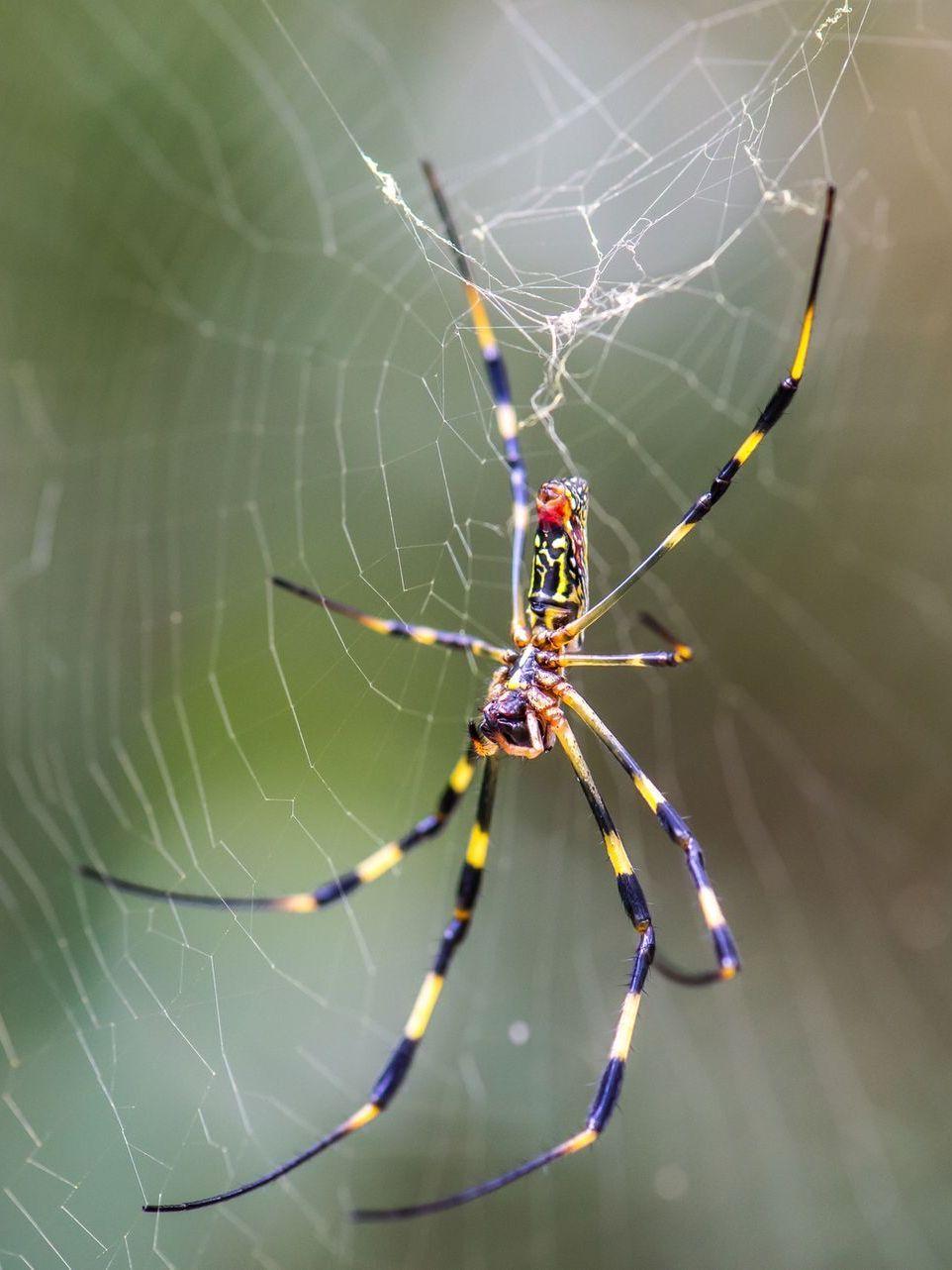 A Close up Of a Spider on A Web | Billings, MT | Action Pest Control