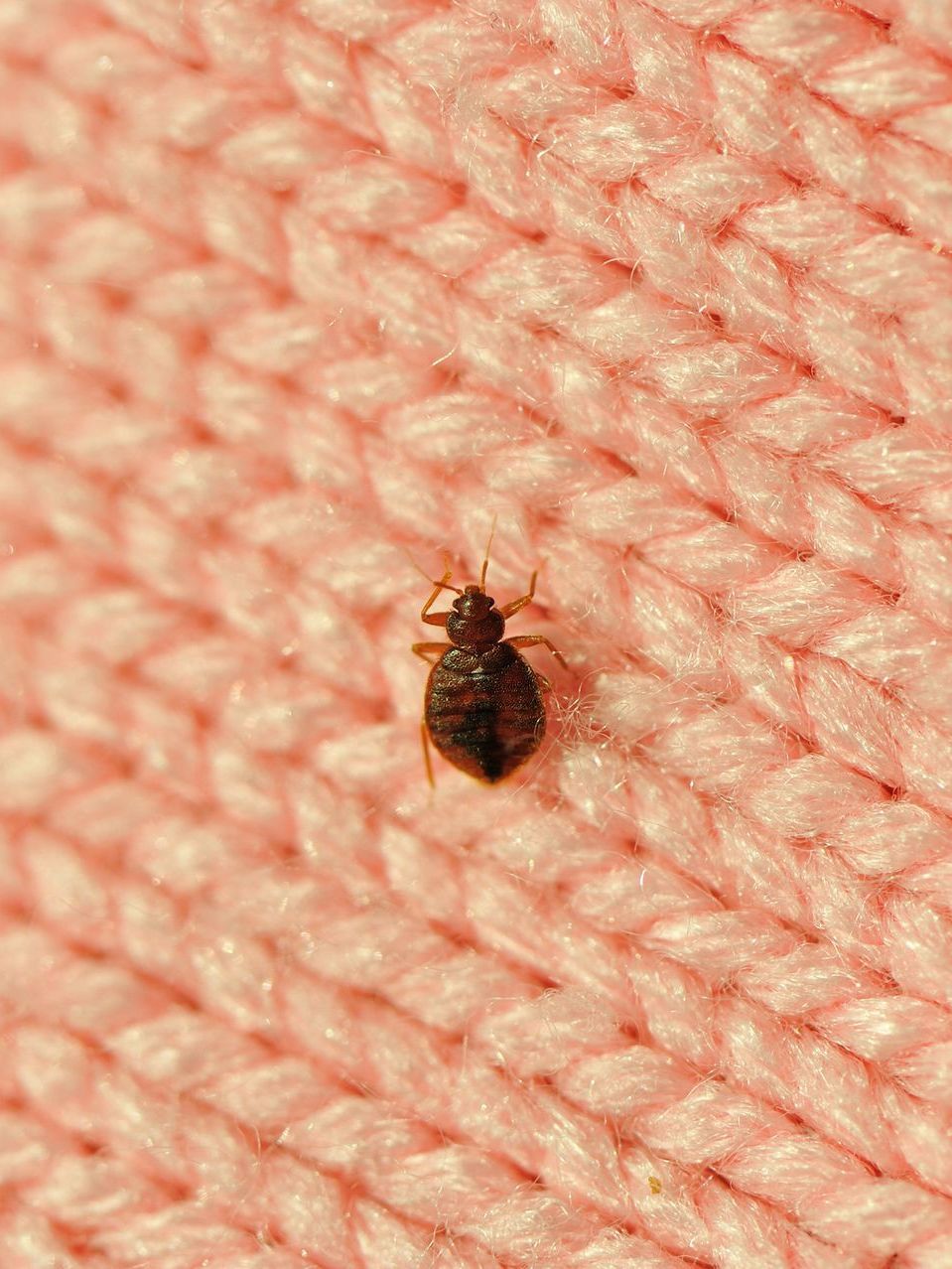 A Bed Bug Is Crawling on A Pink Sweater | Billings, MT | Action Pest Control