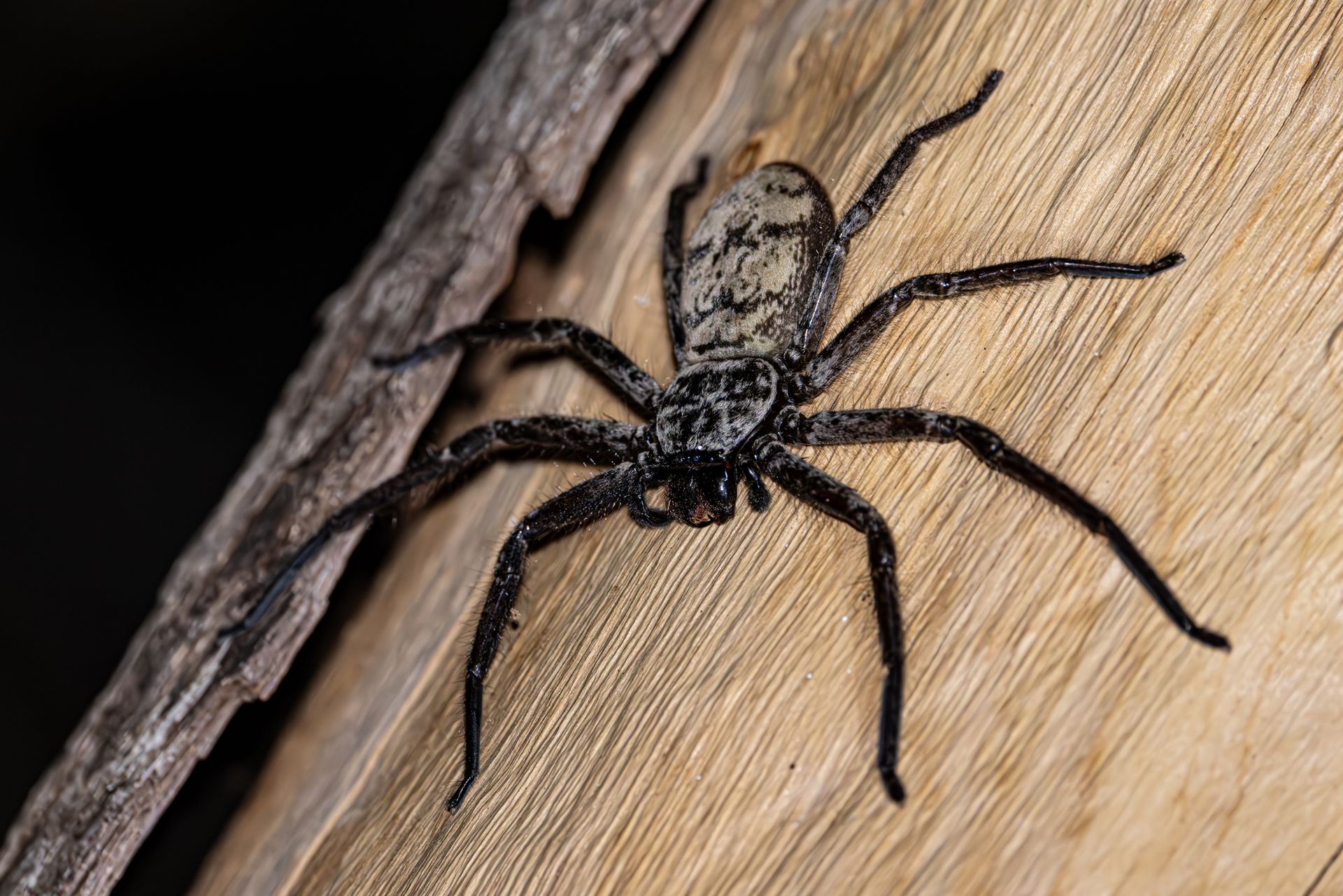 A Spider Is Sitting on A Piece of Wood | Billings, MT | Action Pest Control