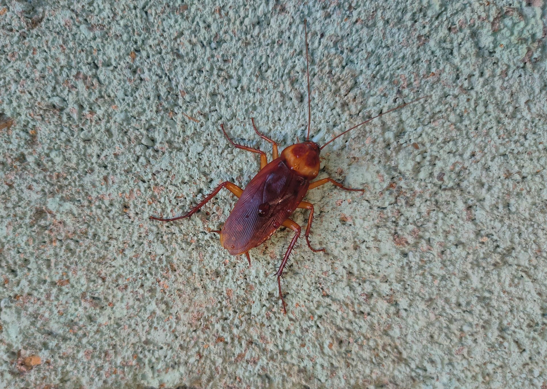 A Cockroach Is Sitting on A Concrete Surface | Billings, MT | Action Pest Control