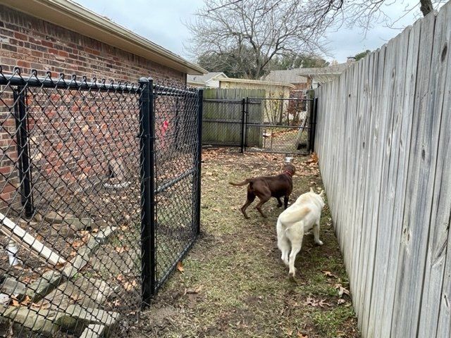 Three dogs are playing in a backyard next to a chain link fence.