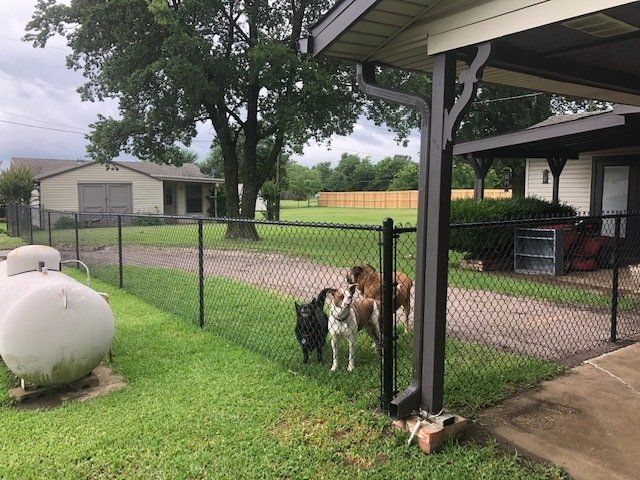 Three dogs are standing in front of a chain link fence.