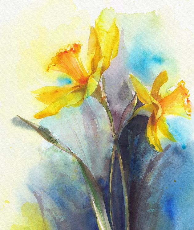 Daffodil by Helen O