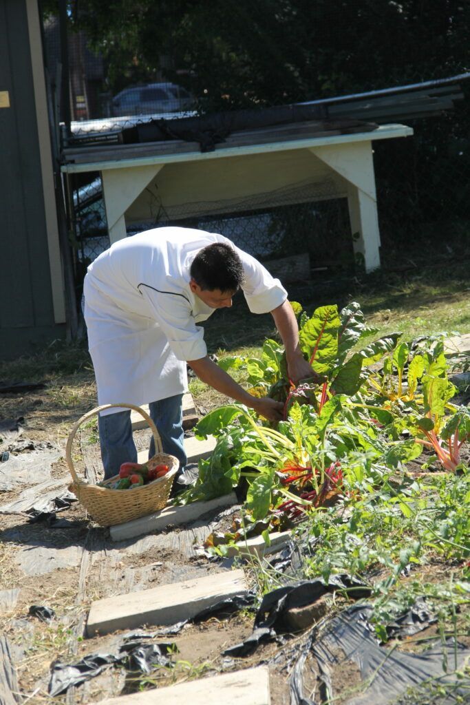 A man in a white apron is picking vegetables in a garden.