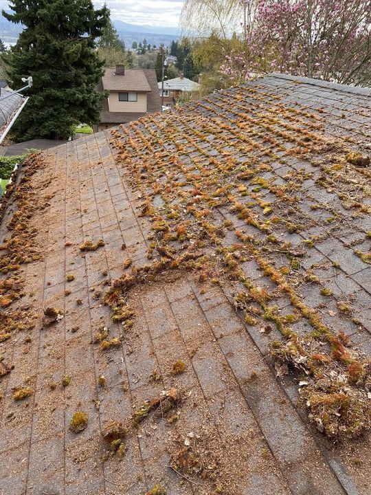 A moss-infested roof with a section of moss brushed away