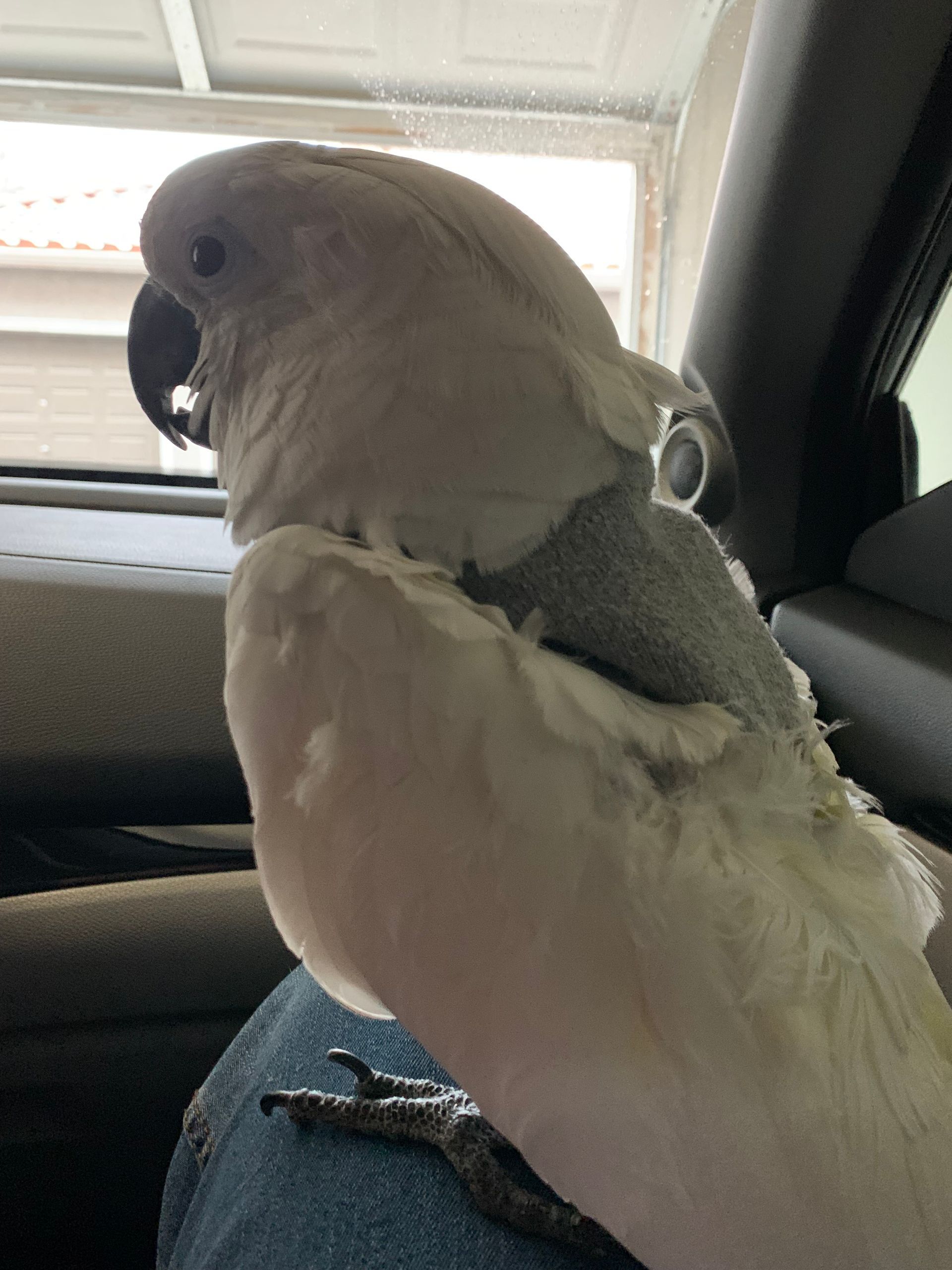 Julius the Cockatoo: A Day of Discovery and Delight