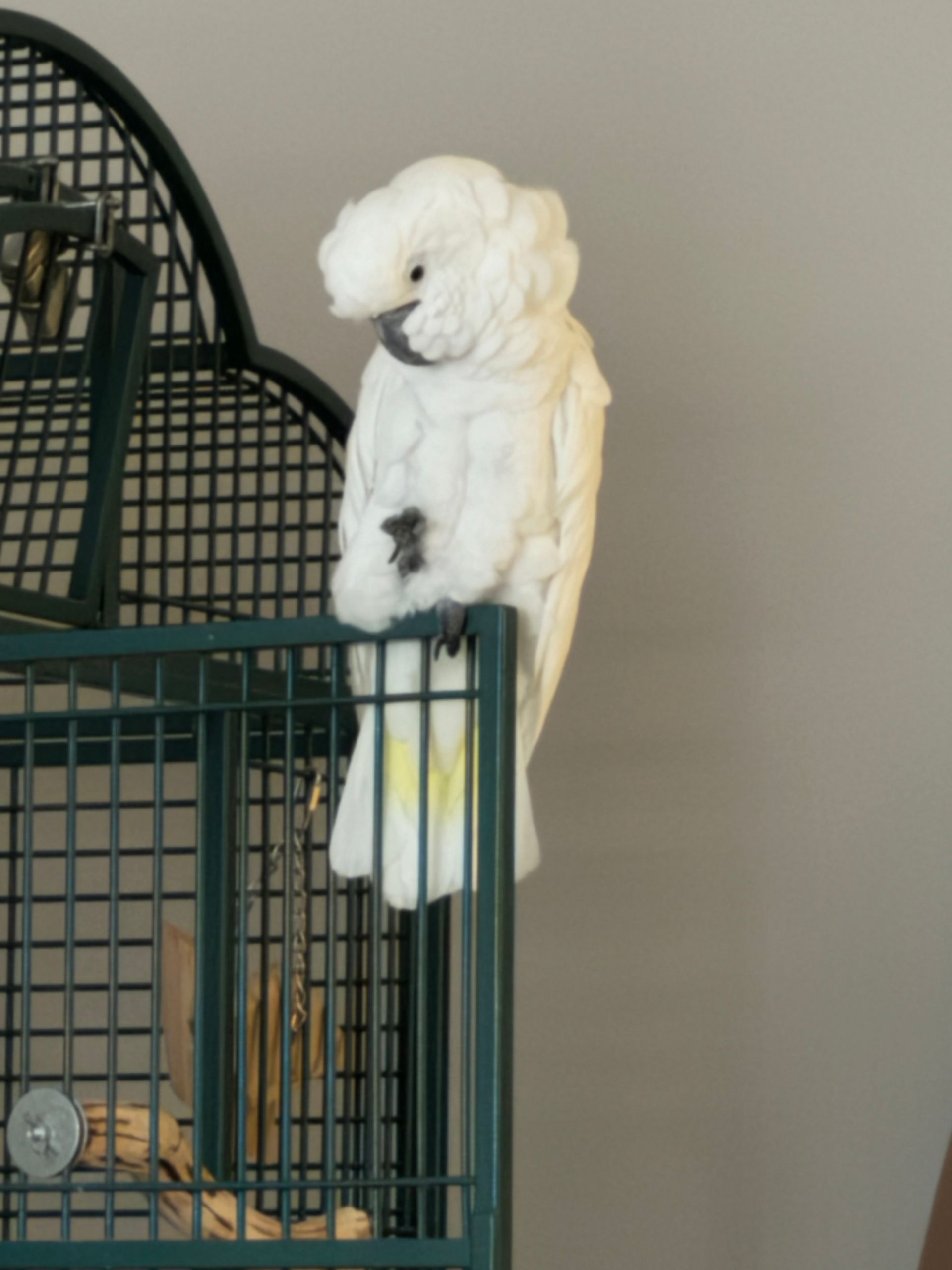 Julius the Cockatoo: A Bundle of Fluffy Cuteness