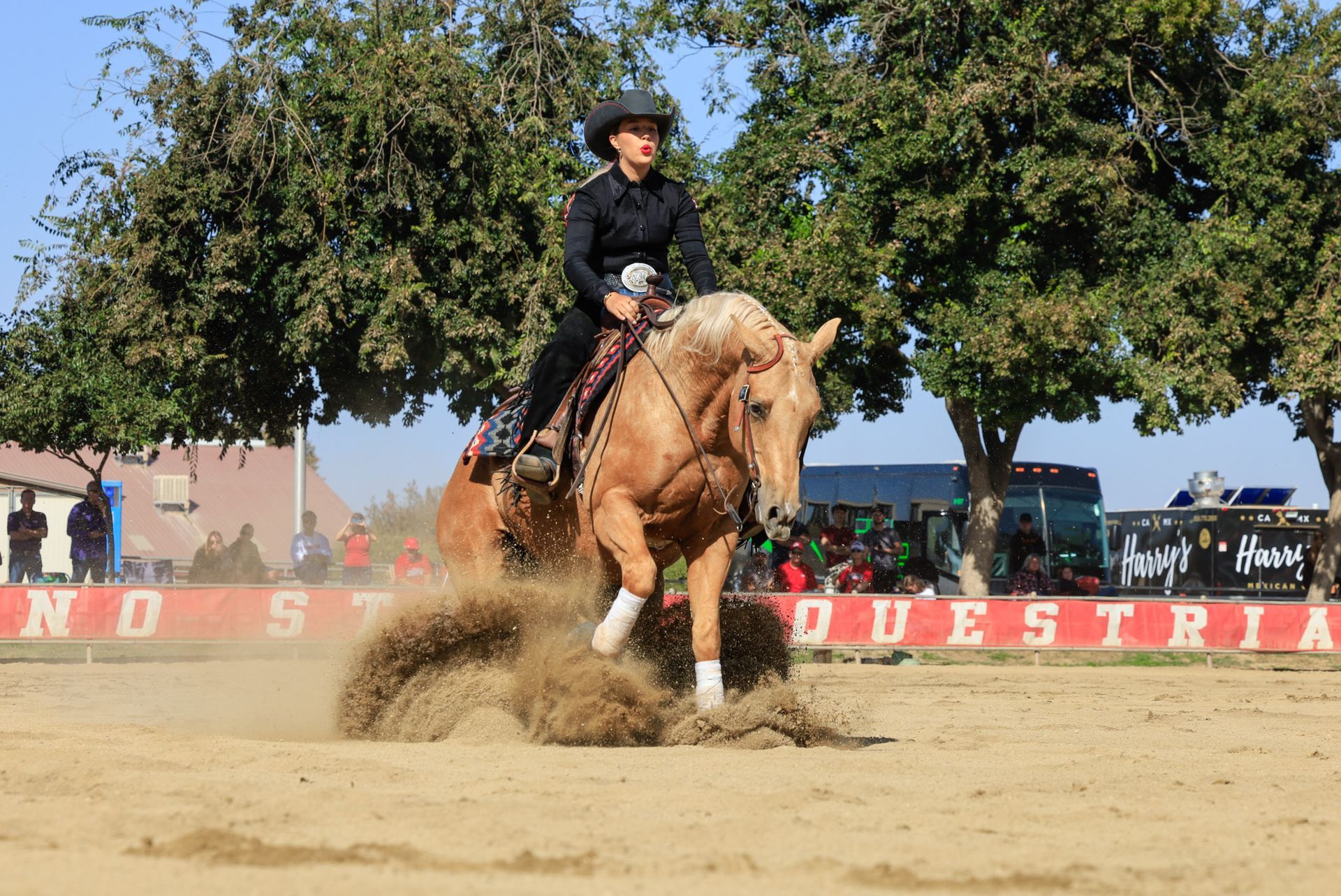 horse jumping 