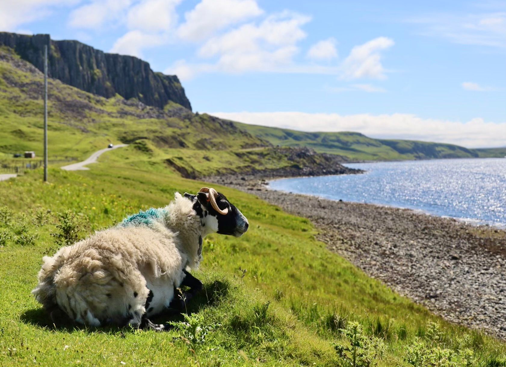 sheep in green field looking at ocean