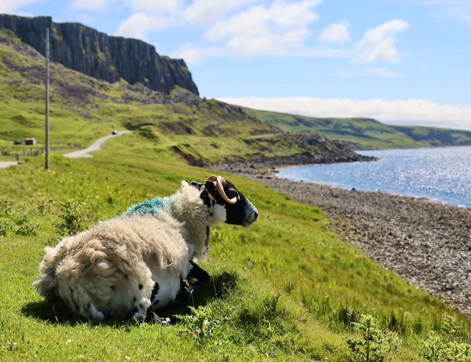 Scottish sheep near ocean and cliff