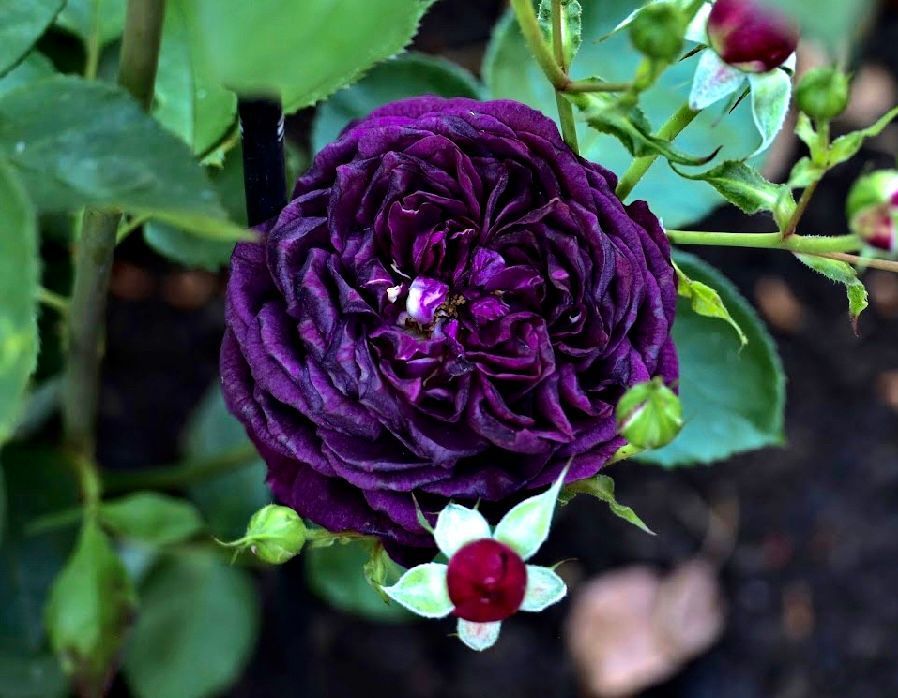 purple roses