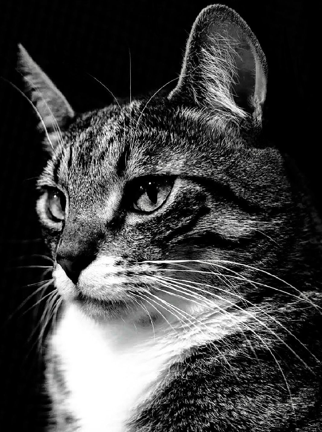 black and white cat portrait
