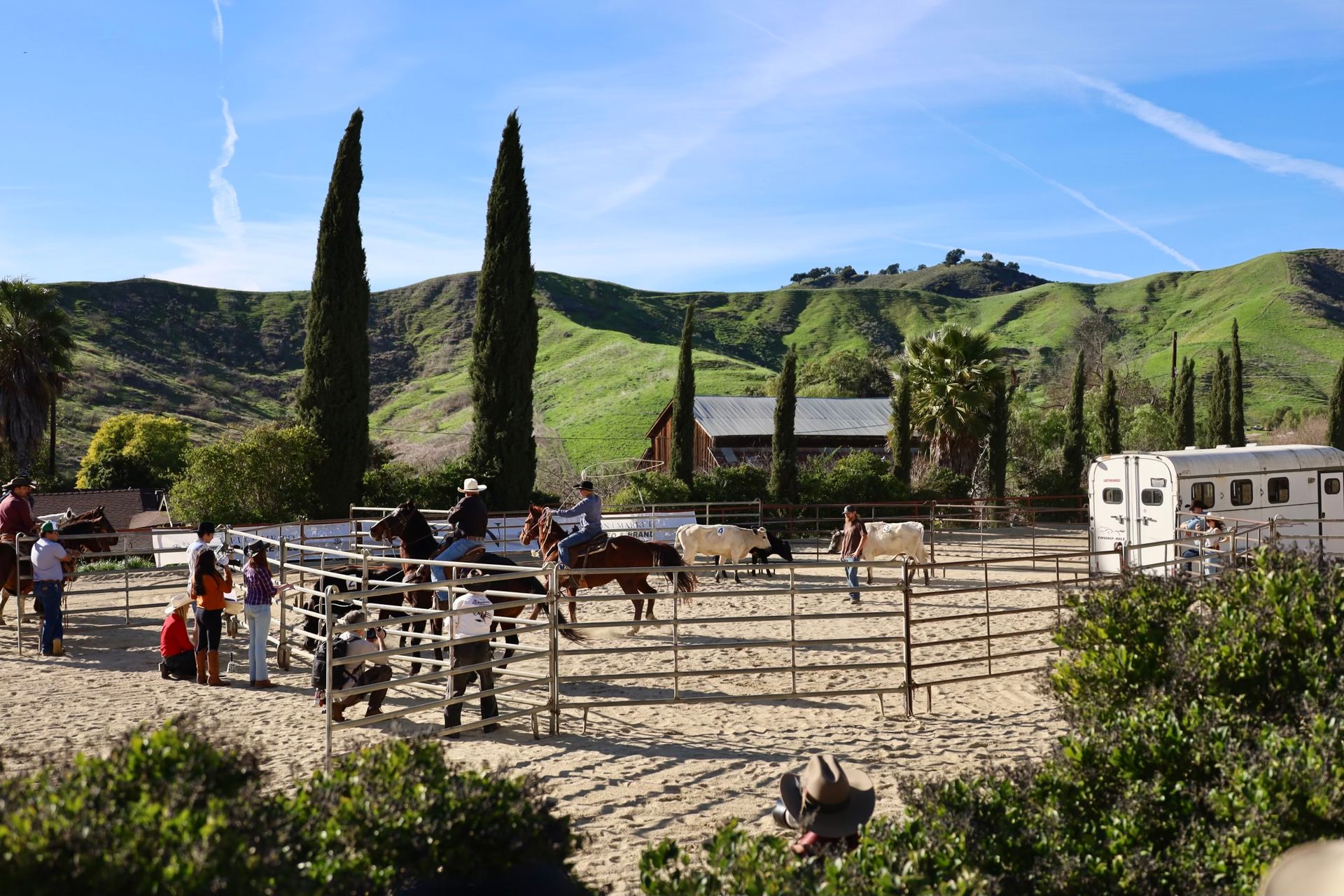 cattle roping in green mountains 