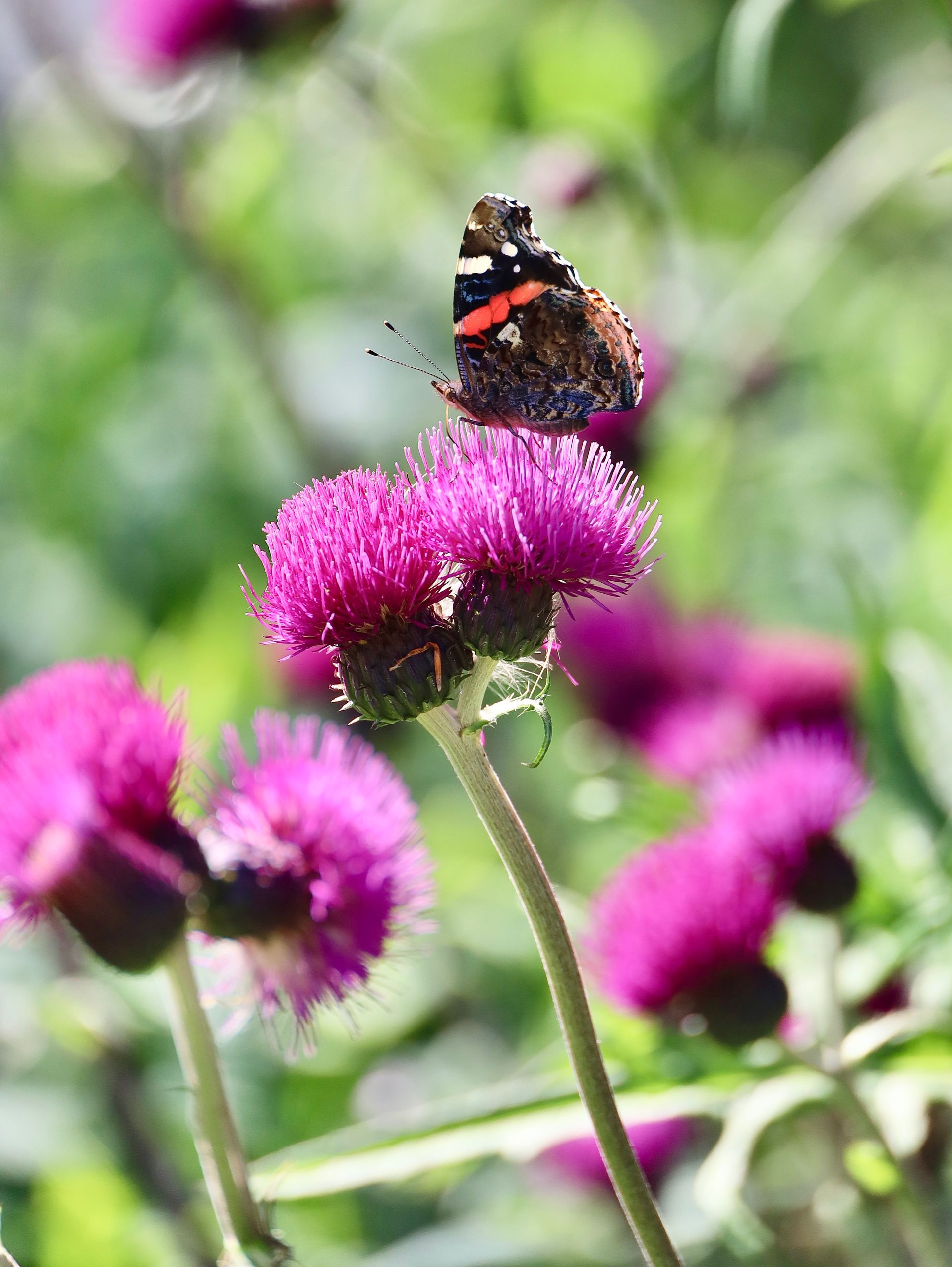 butterfly on purple flower 