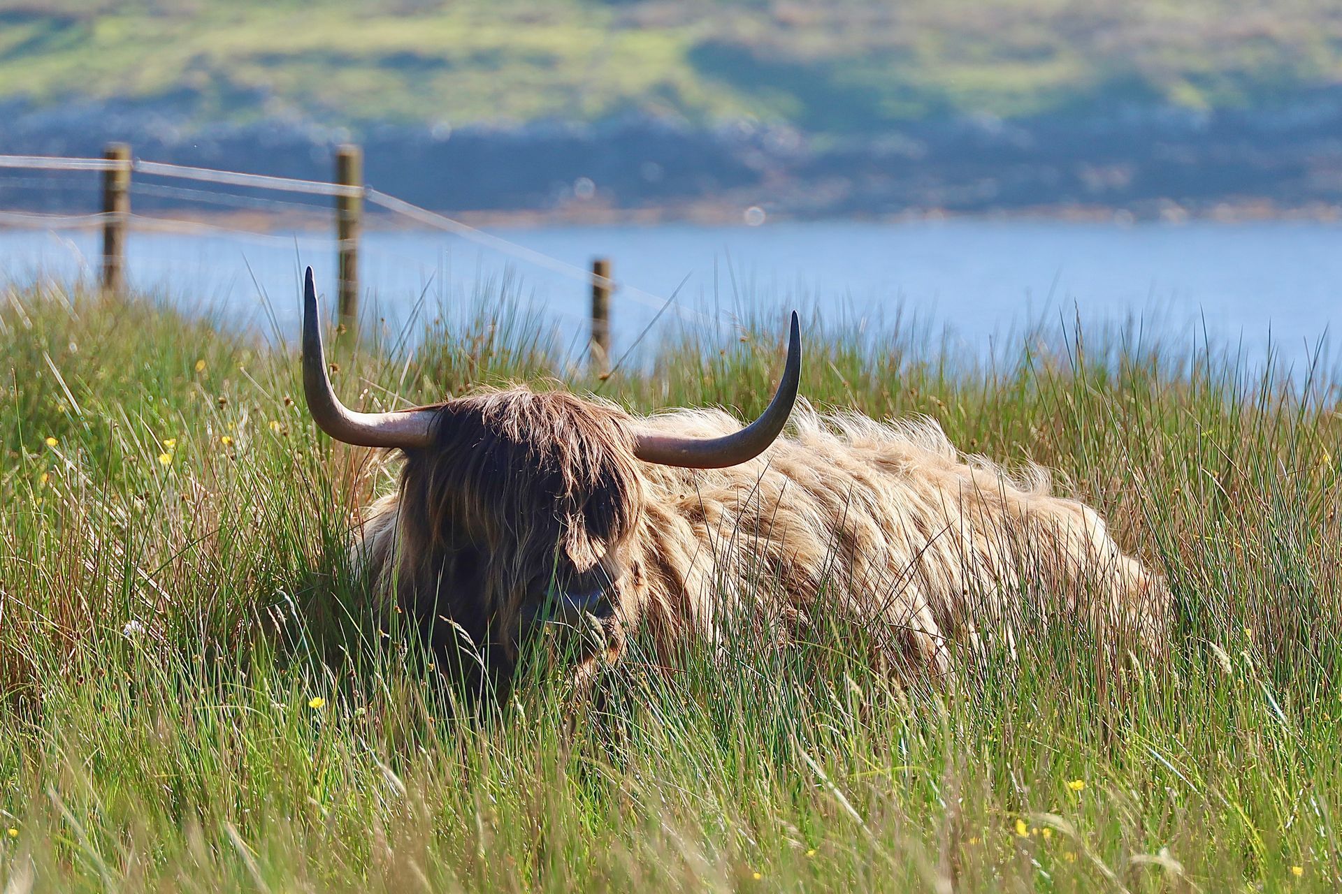Coo in Scotland 