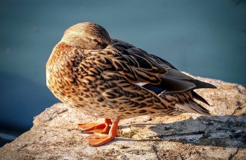 gorgeous duck photography