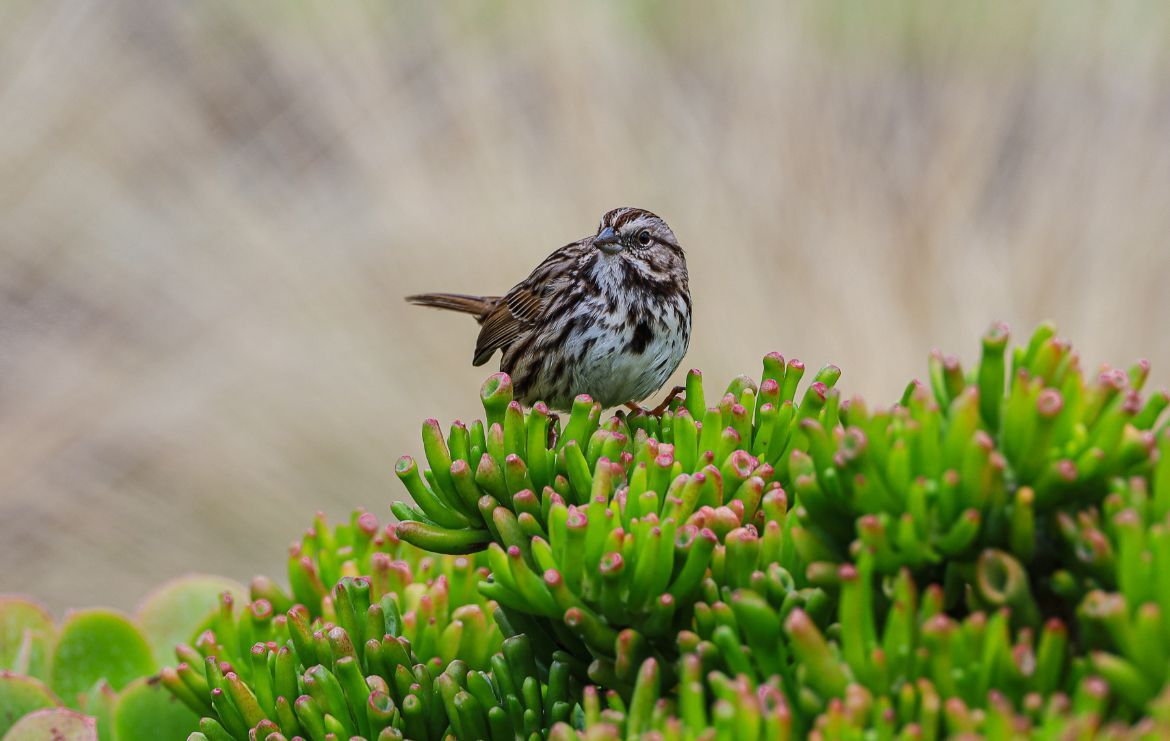 bird on green plant