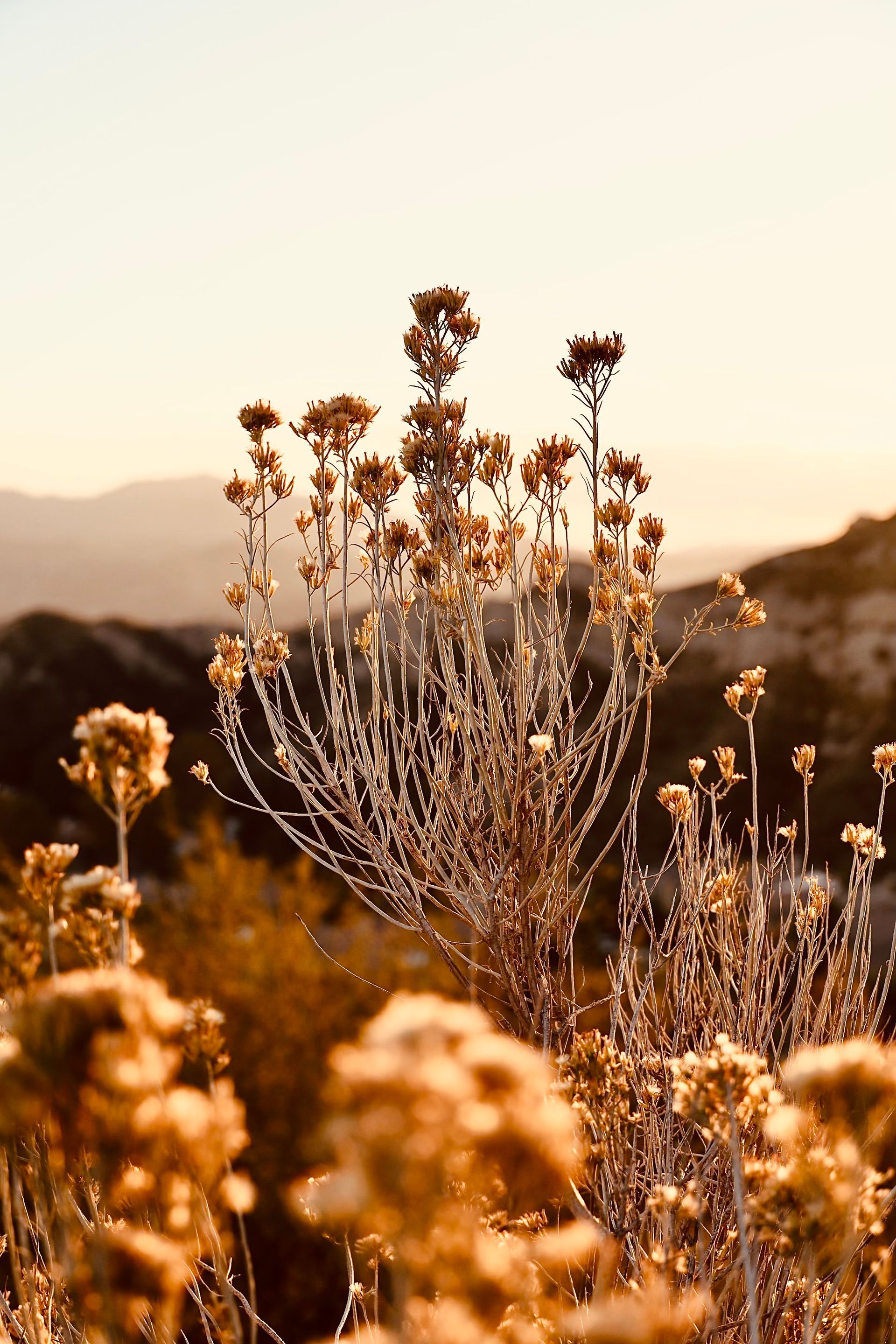 dry plant in mountains