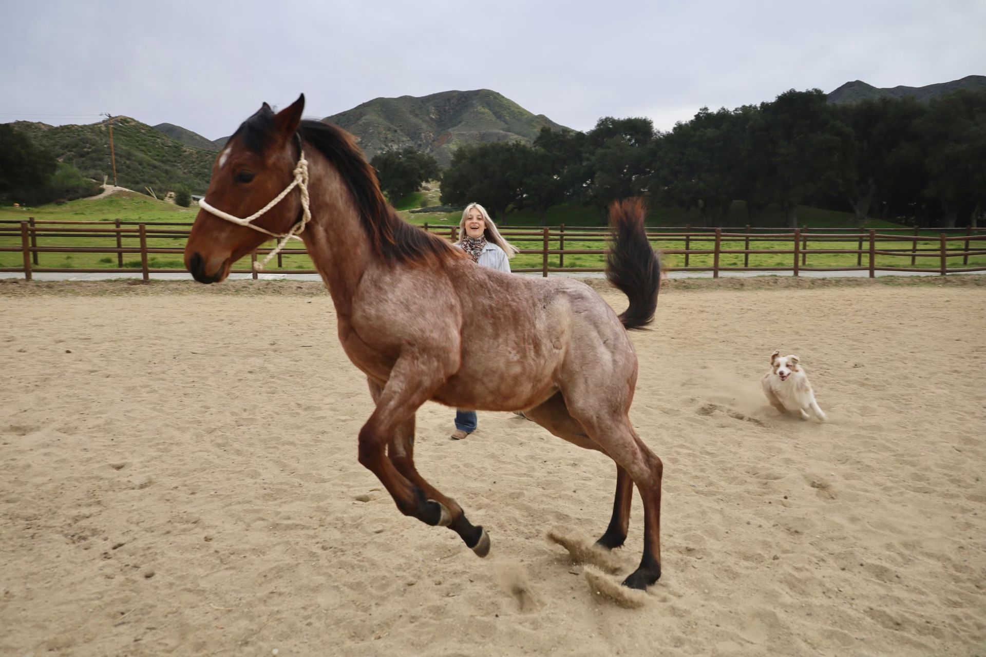 horse jumping around playing
