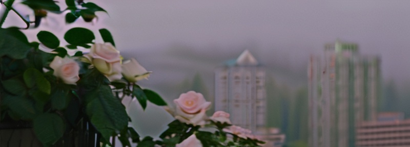 A bunch of pink roses are growing in front of a city skyline.