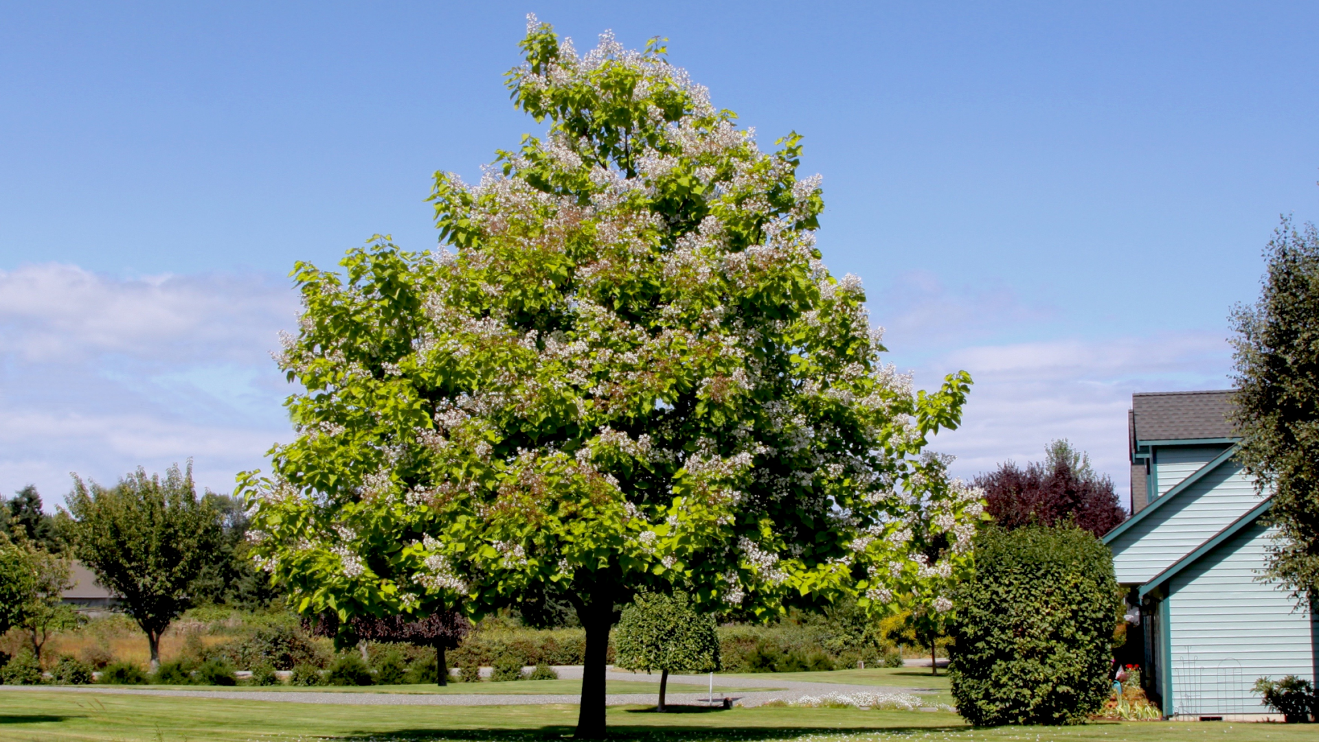 Spring, tx Tree Service