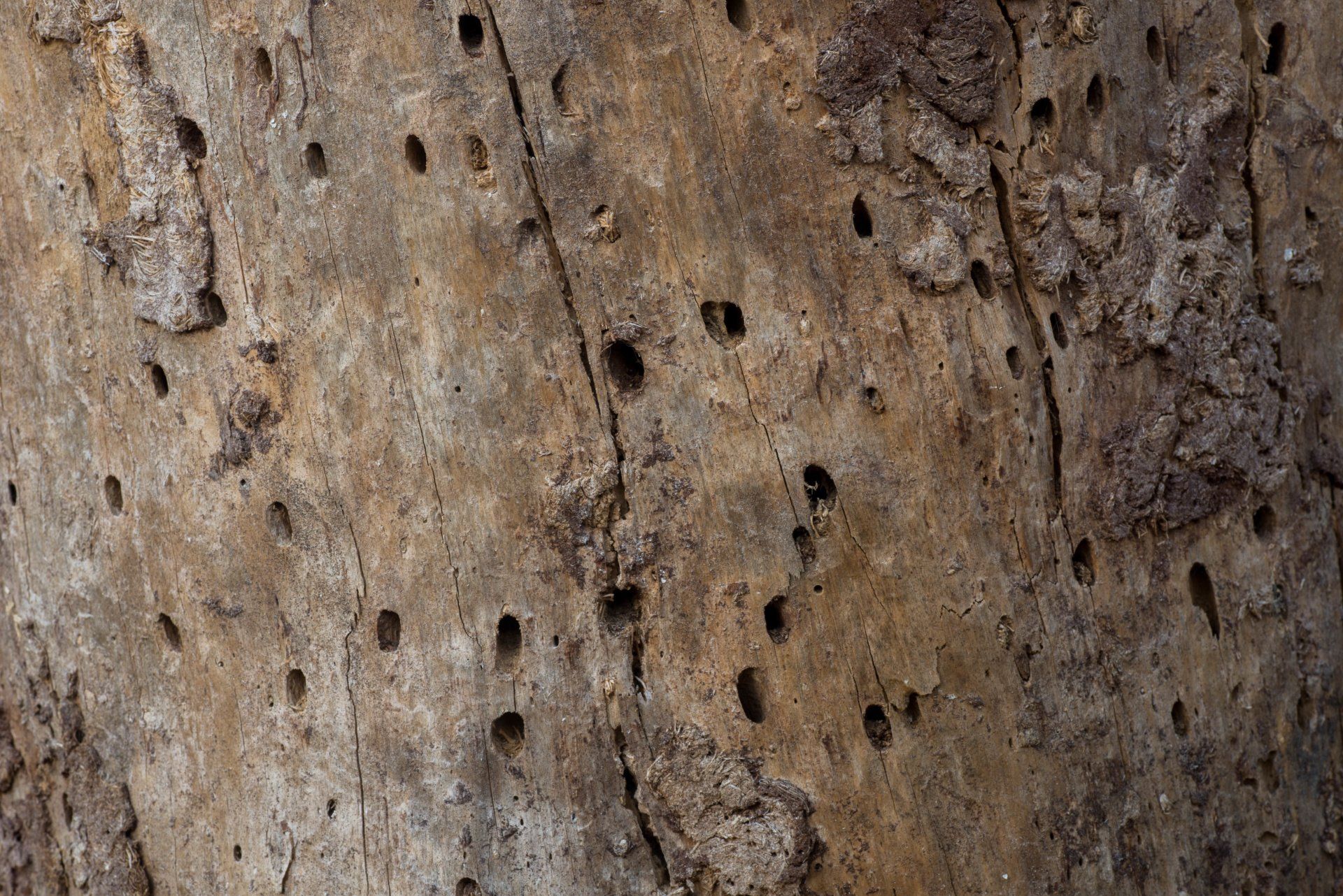 Pine Bark Beetle Treatment in Houston, TX | THE LONE STAR TREE CZAR