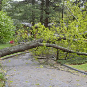 Storm Tree Damage