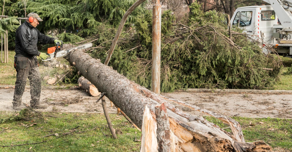 Tree Removal Services