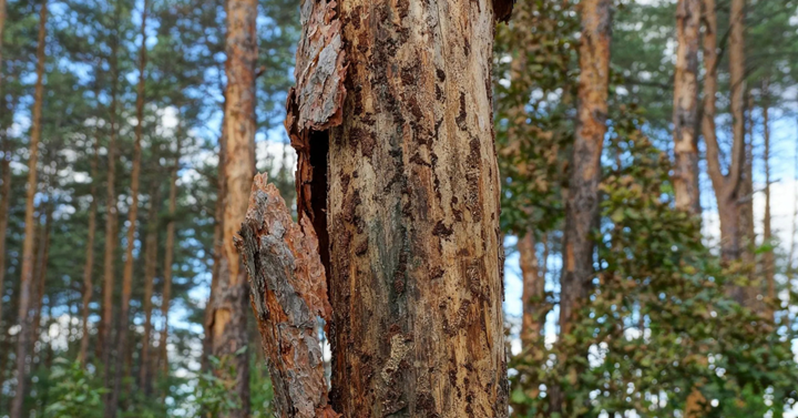 Treat Pine Bark Beetles