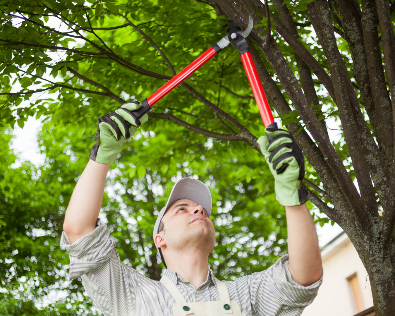 Spring, Tx Tree Service