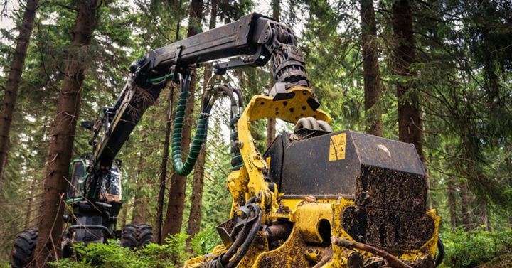 tree removal services in Houston