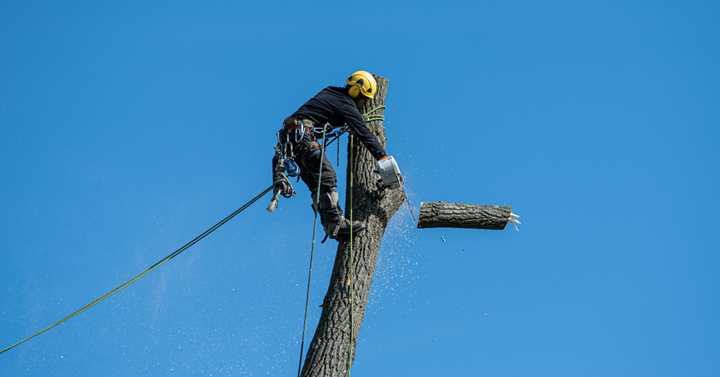 Tree Service