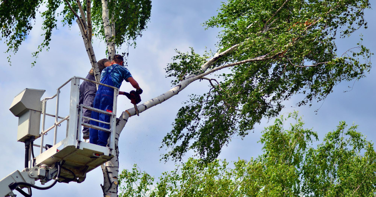 Tree services