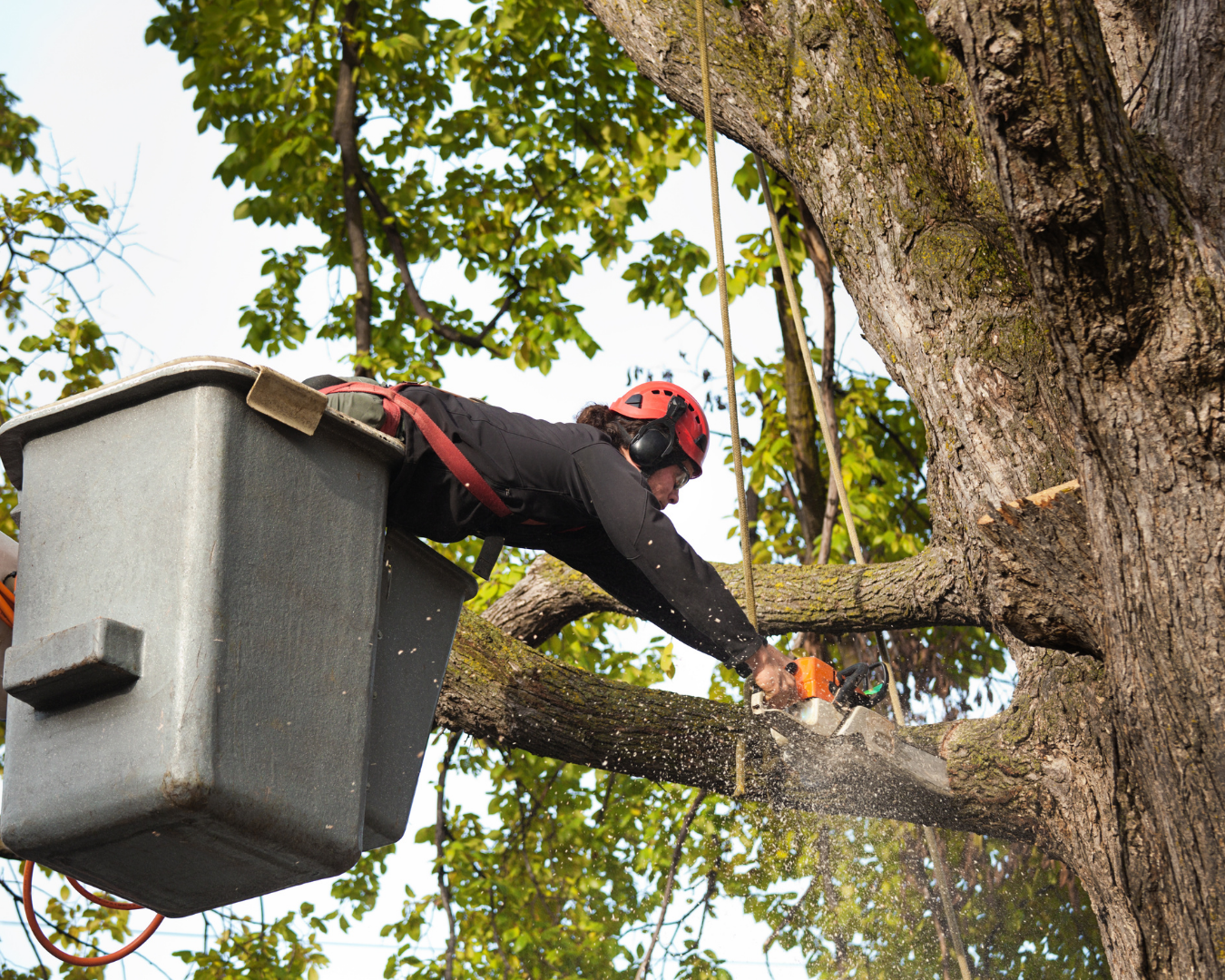 Houston Tree Trimming