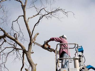 Tree Service Champions TX