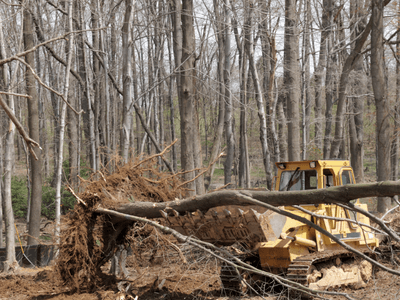 Tree Service Champions TX