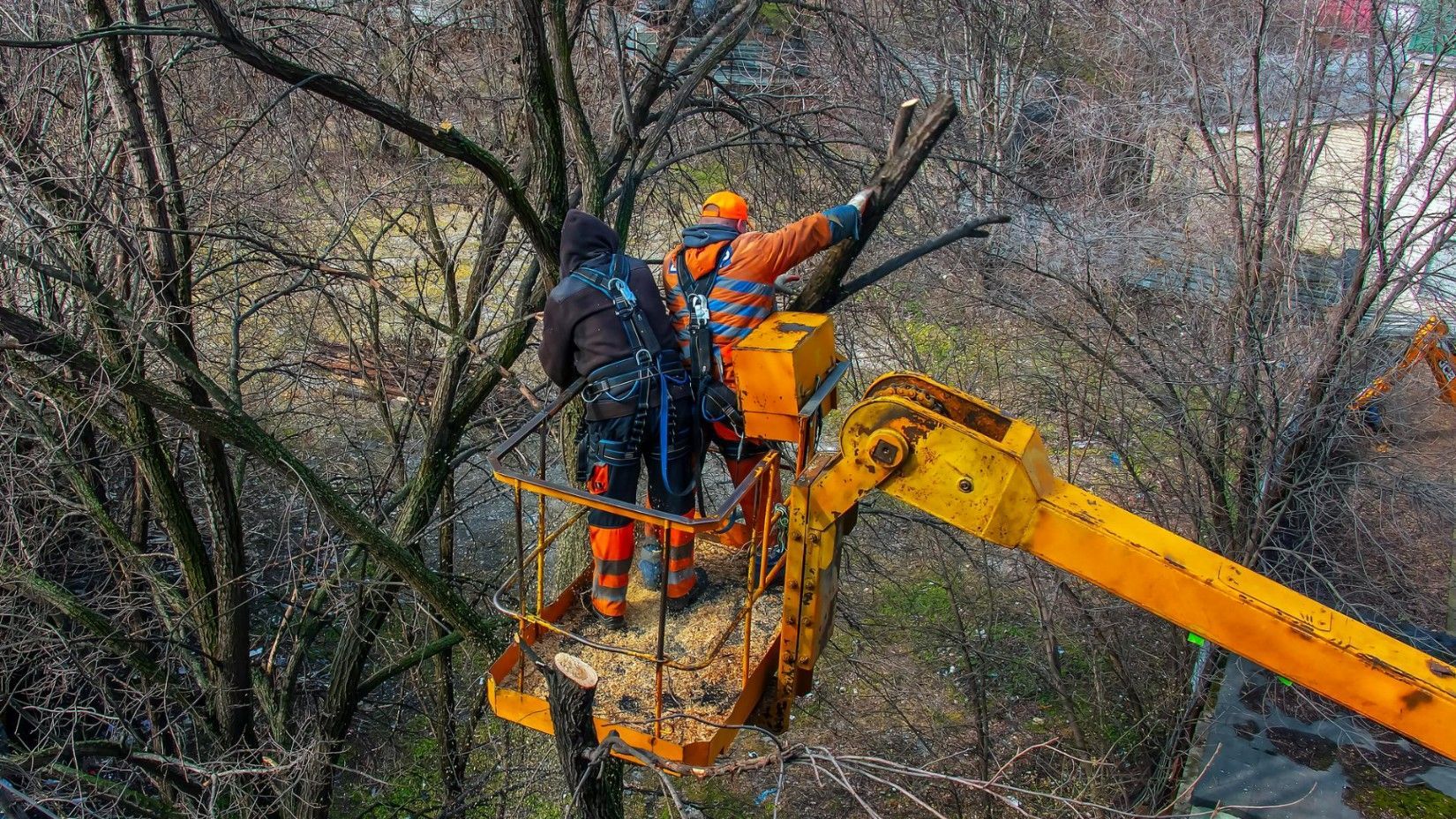 Tree Service Champions TX