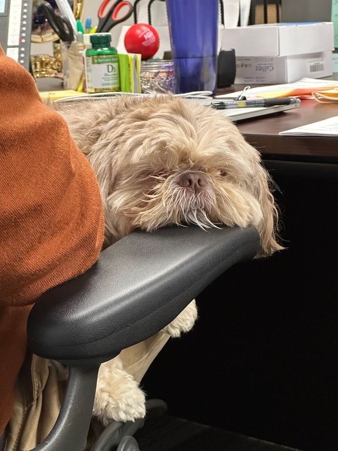 Dog sits on Lap of SSDI SSI Lawyer