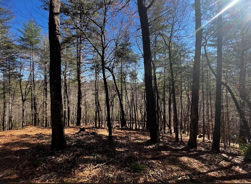 The sun is shining through the trees in the forest