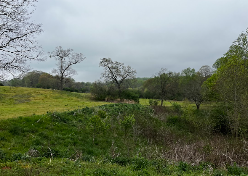 A grassy field with trees and bushes on a cloudy day.